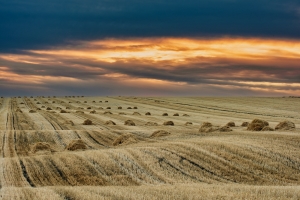 Salon Honorable Mention